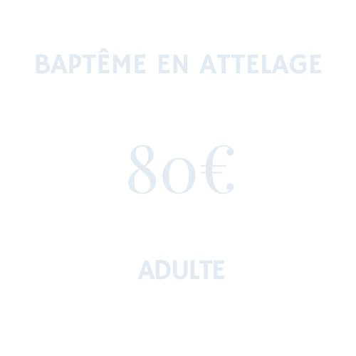 attelage chiens de traineau vosges